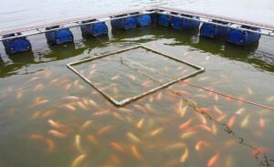 Read more about the article สภาพปัญหาน้ำเน่าเสียจากบ่อเลี้ยงปลาเป็นอย่างไร?